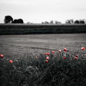 A久久96视频免费
