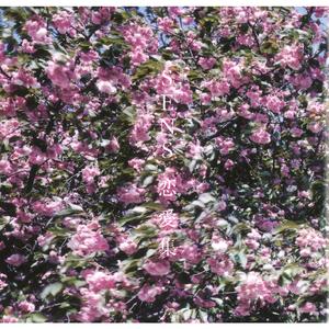 A久久96视频免费
