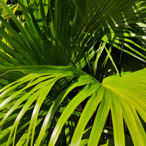 A久久96视频免费
